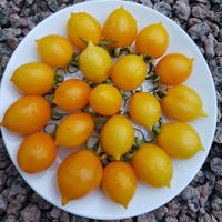 Piennolo del Vesuvio Giallo