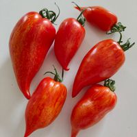 Pink Flamingo Striped