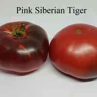 Pink Siberian Tiger