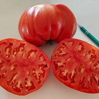 Ploskoje serdze Minusinskoje (Platt Hjärta)