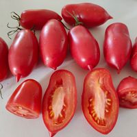 Purpurnaja Svecha, Purple Candle 