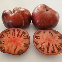 Rebel Starfighter Dipper Delight