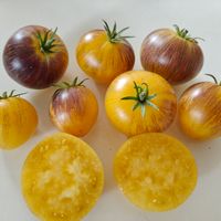 Rebel Starfighter Kayleigh Anne