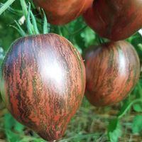 Rebel Starfighter Prime