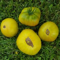 Reinhard's White Heart