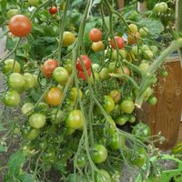 Rose Quartz Multiflora