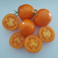 Roughwood Golden Plum