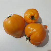 Serdze Pustyni, Wüsten Herz 