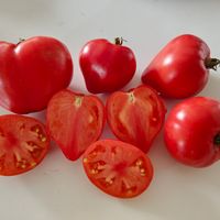 Severnaja Korona, Northern Crown