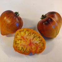 Sgt. Pepper's Bicolor