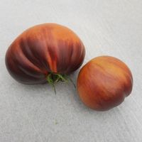 Sgt. Pepper's Bronze 