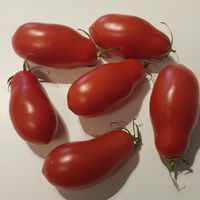 Shedraja Slivka Tarasenko