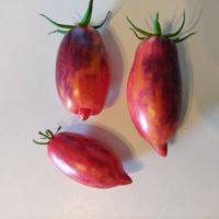 Slivka Gurman, Gouerment Plum 