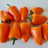 Snackpaprika orange