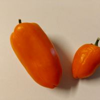 Snackpaprika orange