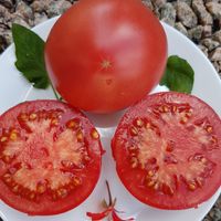 Socker bison, Saharnyj Bizon.