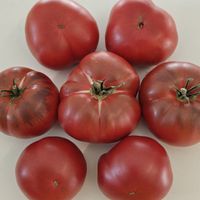 Sofia's Smile, Ulybka Sofii