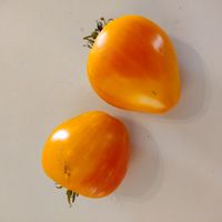 Starinnoje Bychje Serdze zoltoje