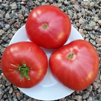 Minusinskij Starinnyj, Gammaldags