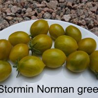 Stormin Norman green