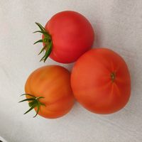 Strawberry Decert (Klubnichnyj Desert)