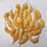 Chili Sugar Rush Peach, 30.000 SHU.