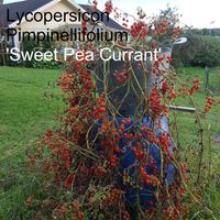 Sweet Pea Currant Wild