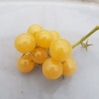 Sweet Pea White Wild