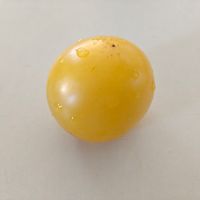 Thornburg's Lemon Blush