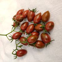 Tomarindo Multicolor