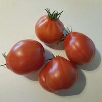 Tomatiga de Bombilla 