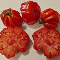 Tomatnaja Hrizantema