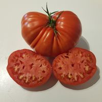 Tomato