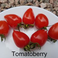 Tomatoberry