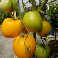 Vashe Velichestvo (Ers Majestät)