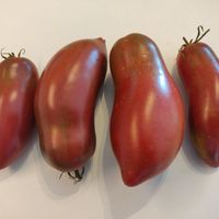 Wessel's Purple Pride