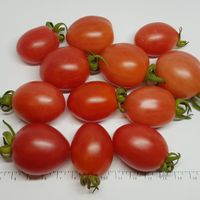 Wheatley's Frost Resistant