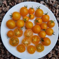 Galapagos Tomato  Wild cherry