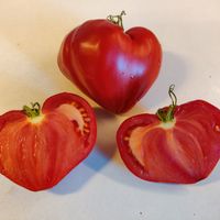 Zailijskiy Alatau Red