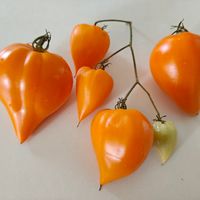 Zailijskiy Alatau Yellow