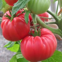 Zarskij Podarok, Tsars Royal Gift