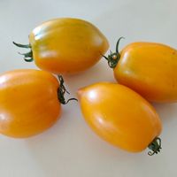 Zolotoj Königsberg, Gold Königsberg